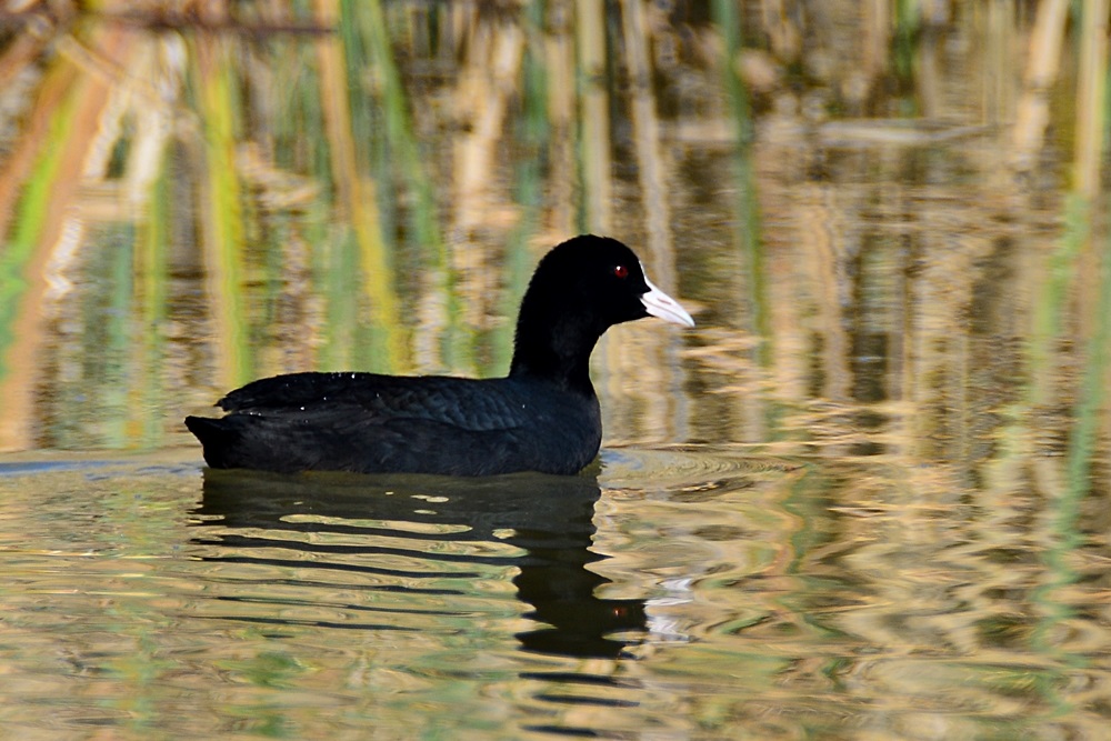 Eurasian Coot