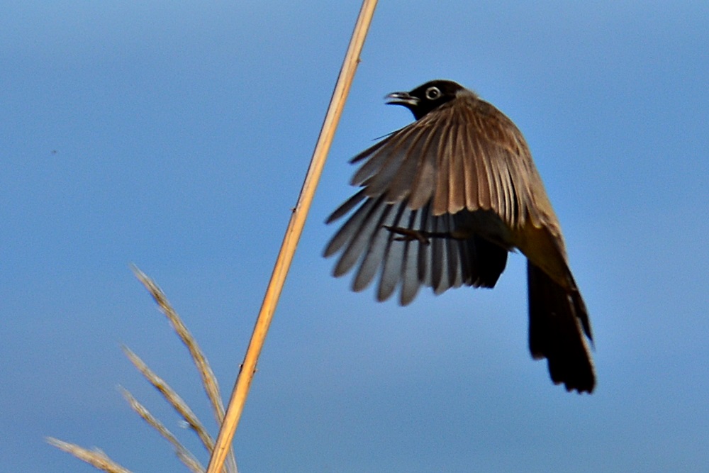 White-spectacled Bulbul