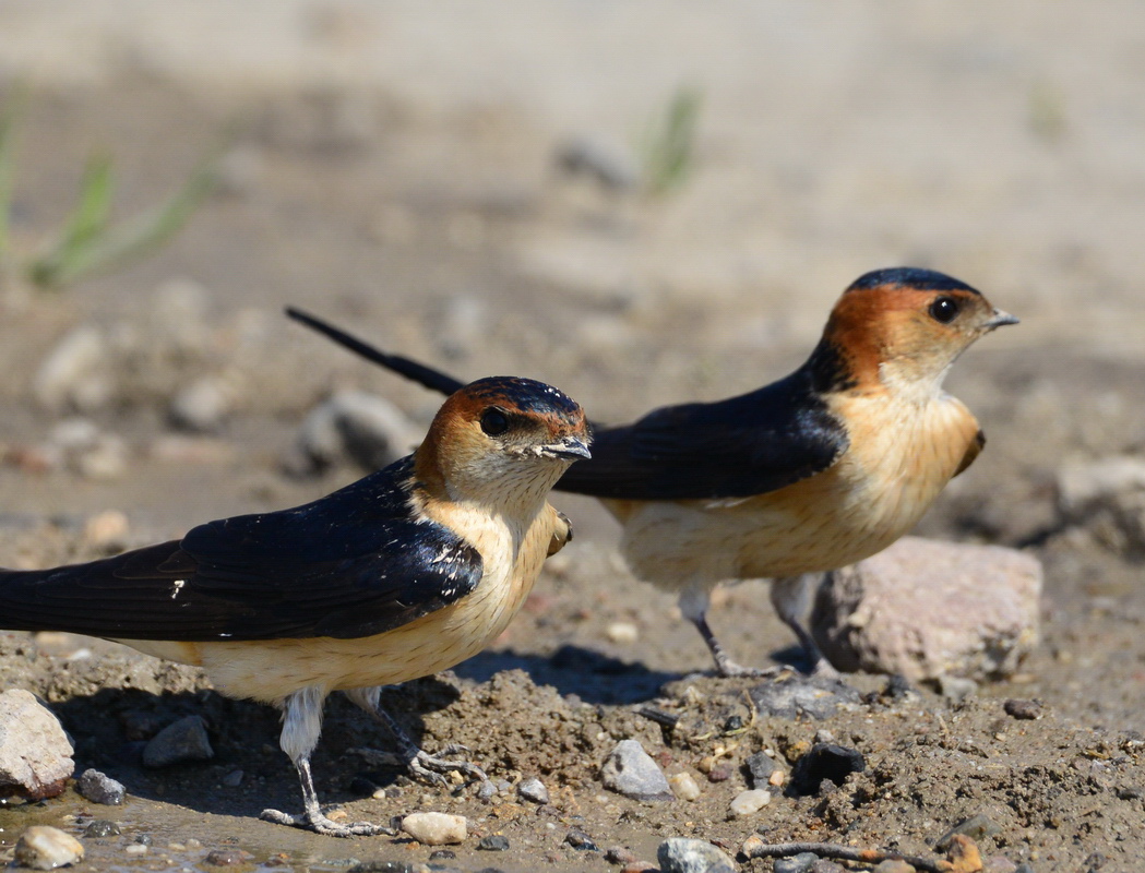 European Red-rumped Swallow