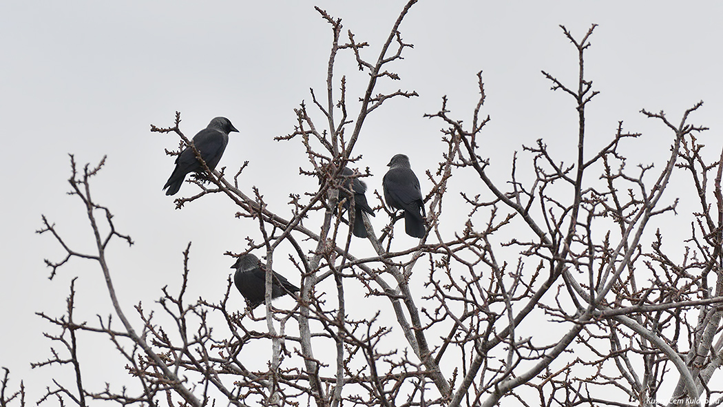 Western Jackdaw