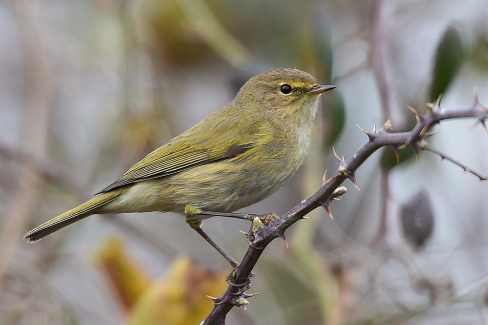 Common Chiffchaff