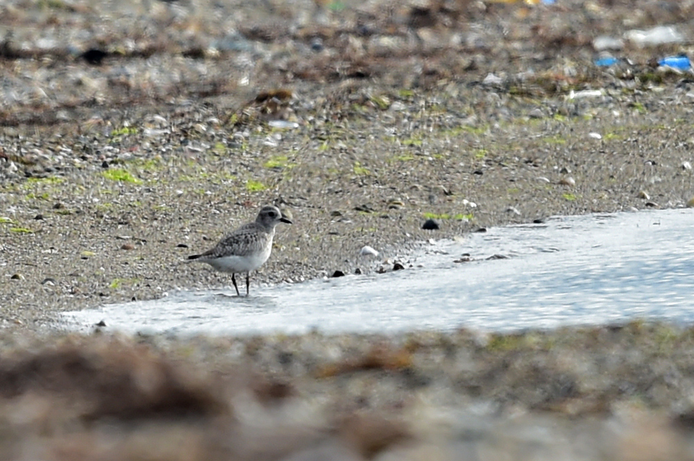 Grey Plover