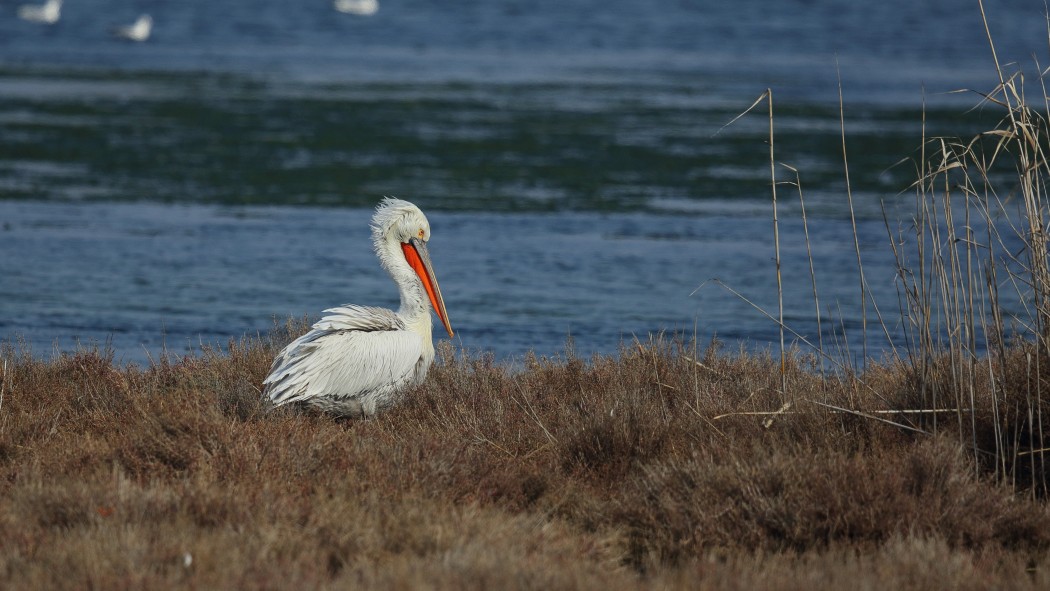 Dalmatian Pelican
