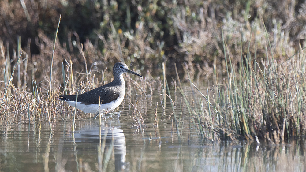 Green Sandpiper