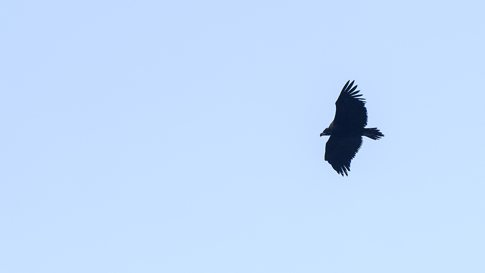 Cinereous Vulture