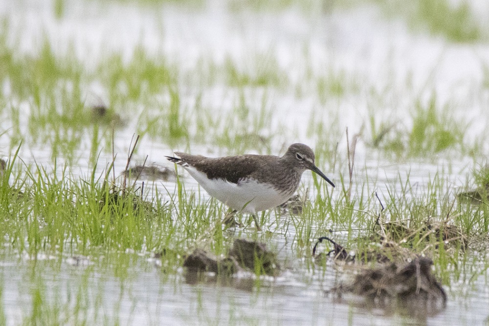 Green Sandpiper