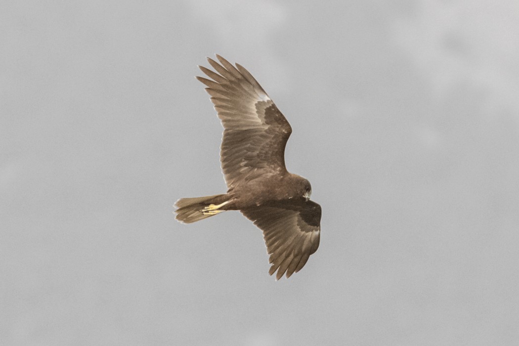 Western Marsh Harrier