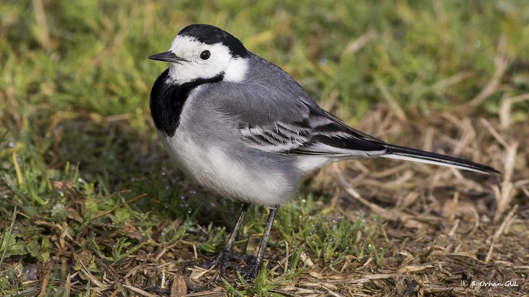 White Wagtail