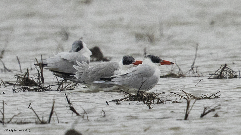 Caspian Tern
