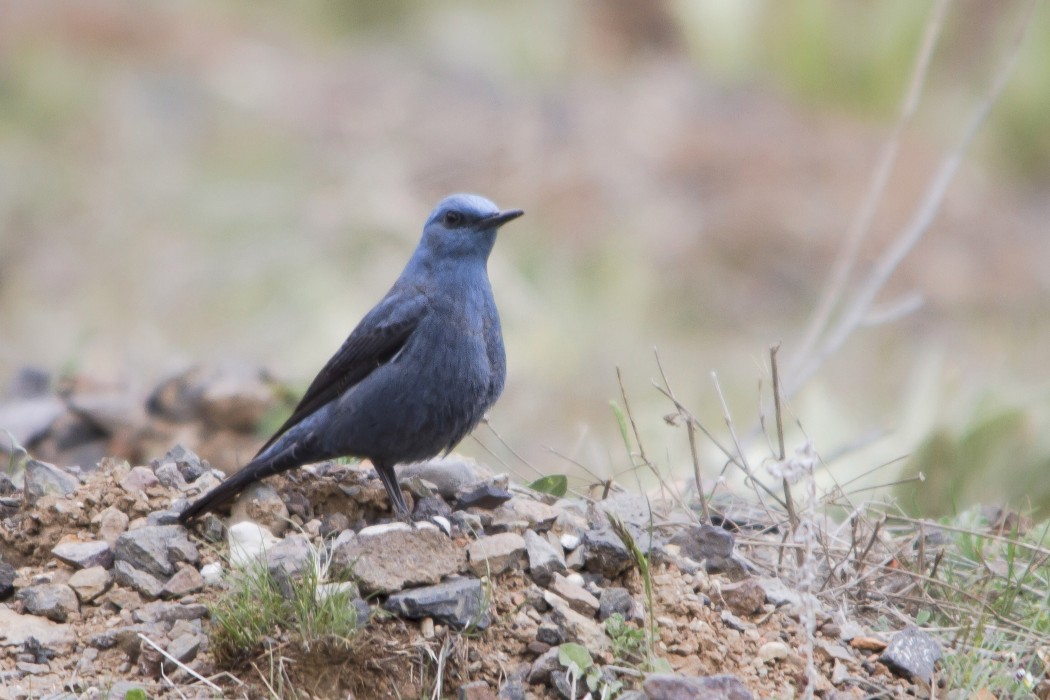 Blue Rock Thrush