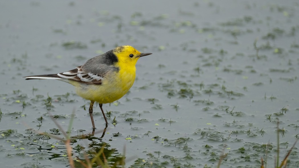 Citrine Wagtail