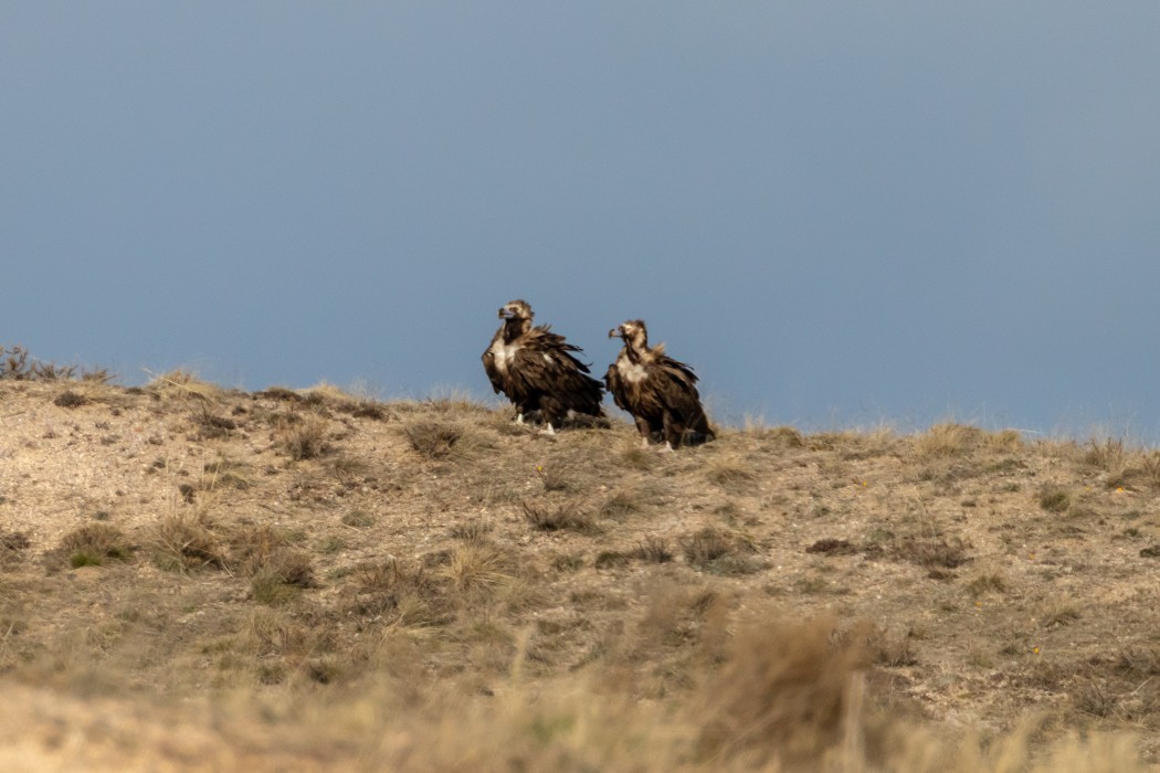 Cinereous Vulture