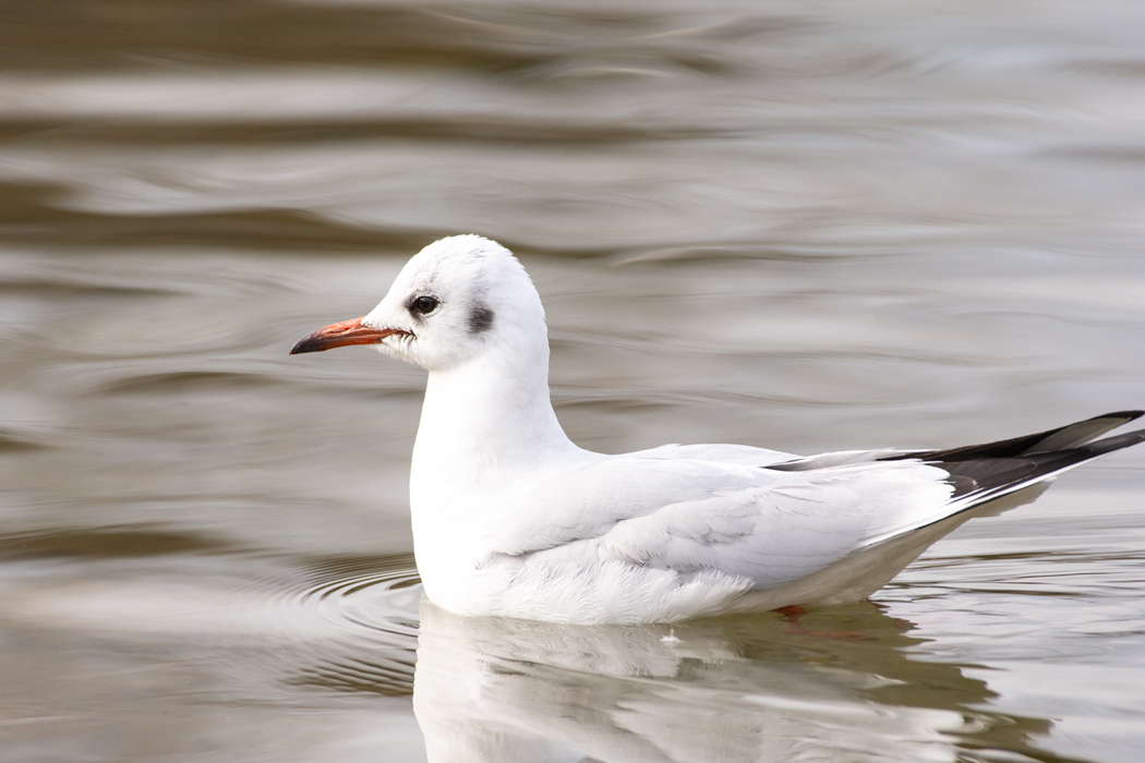 Black-headed Gull