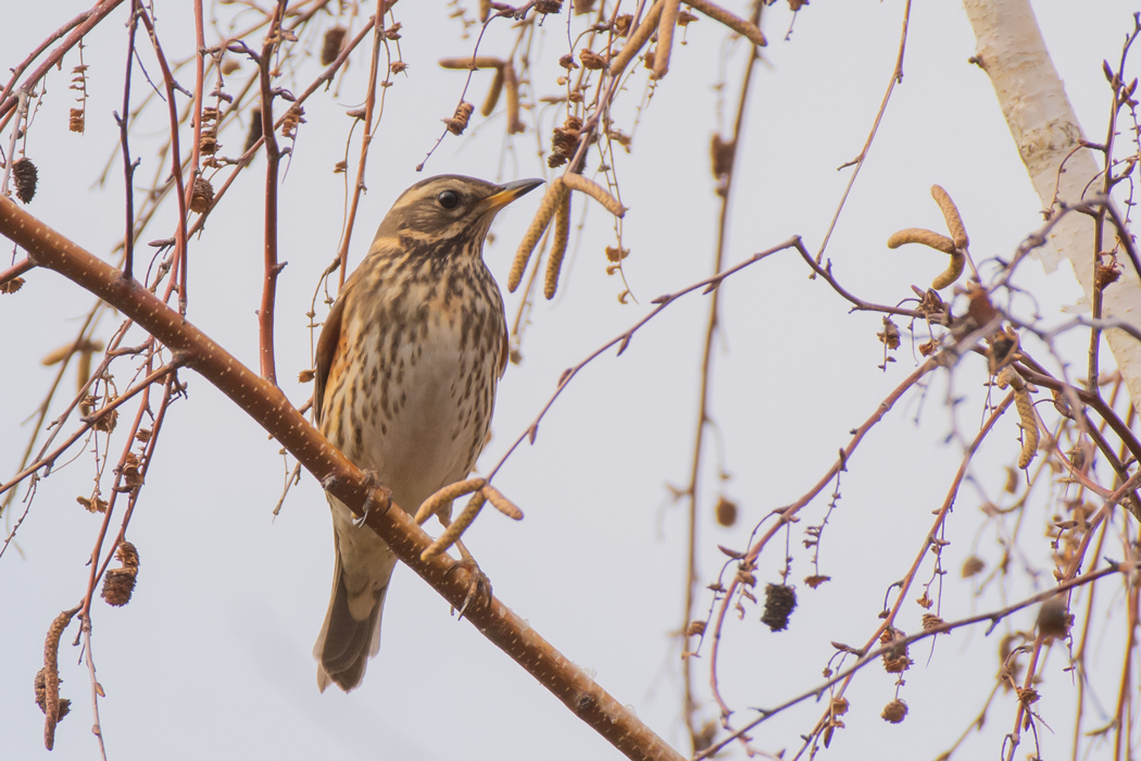 Redwing