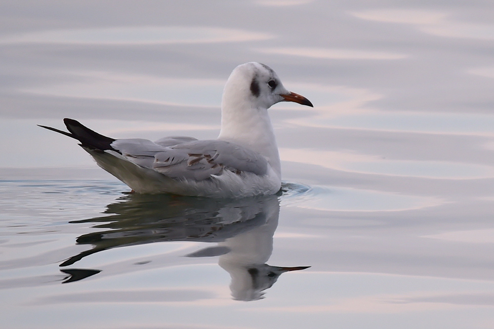 Black-headed Gull