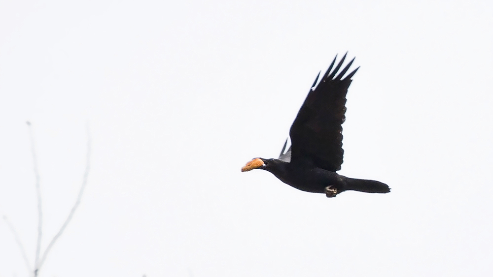 Northern Raven
