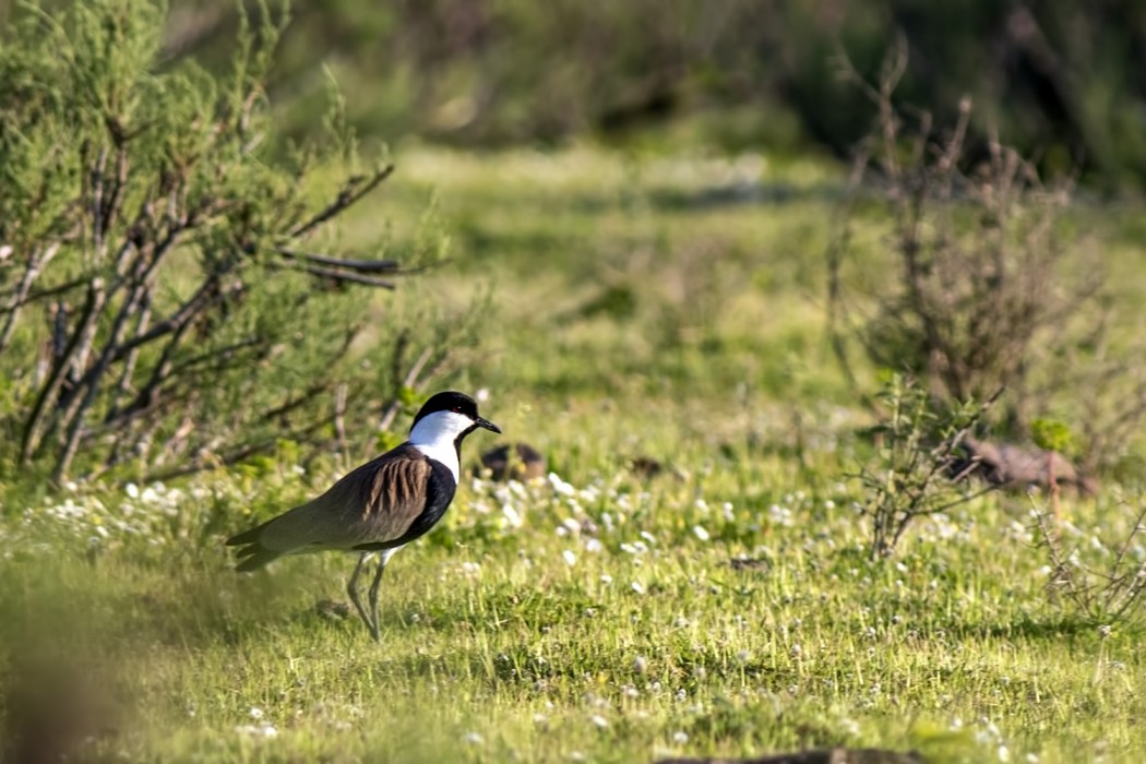 Spur-winged Lapwing