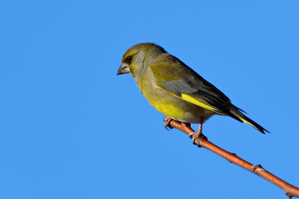 European Greenfinch