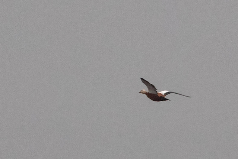Ruddy Shelduck