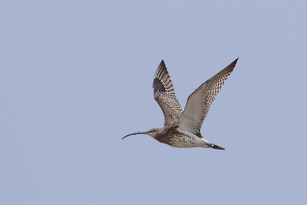 Eurasian Curlew