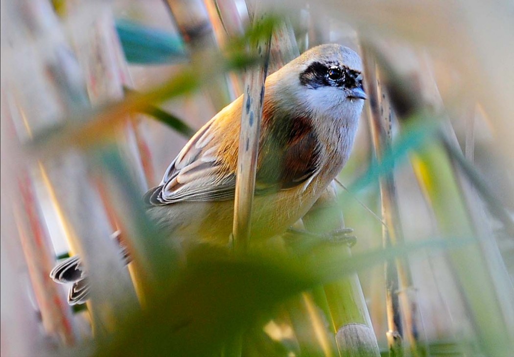 Eurasian Penduline Tit