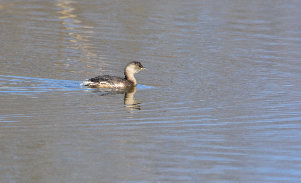 Little Grebe