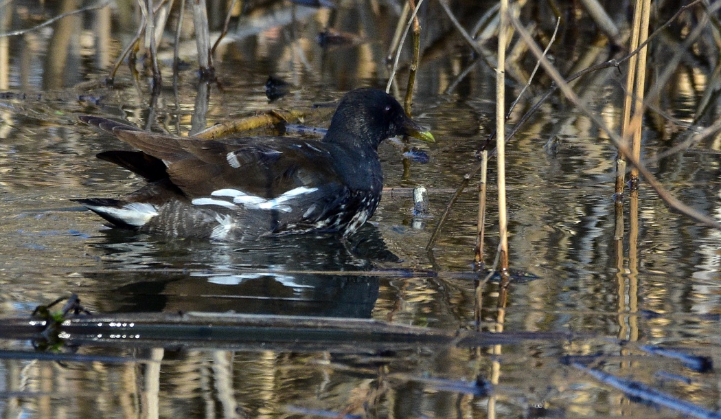 Common Moorhen