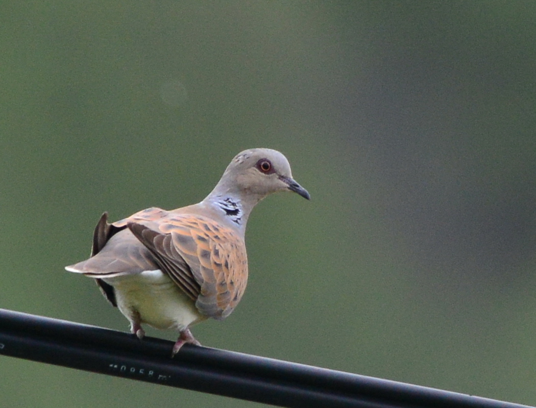 European Turtle Dove