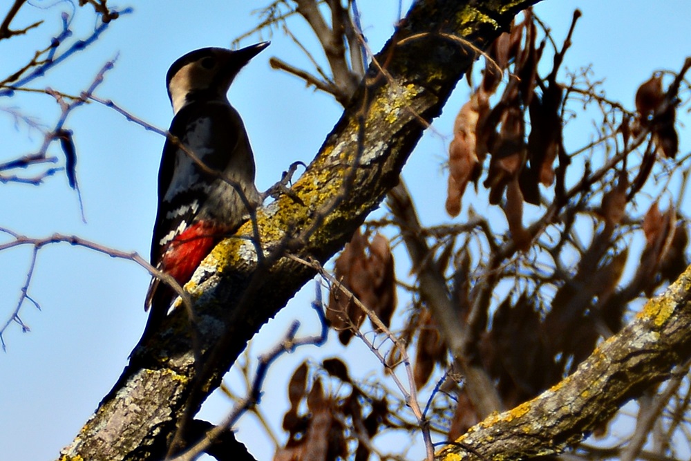 Syrian Woodpecker