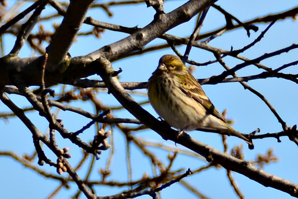 European Serin