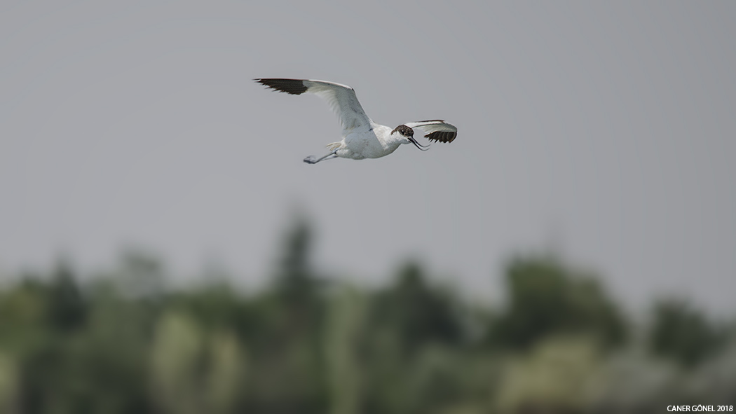 Pied Avocet