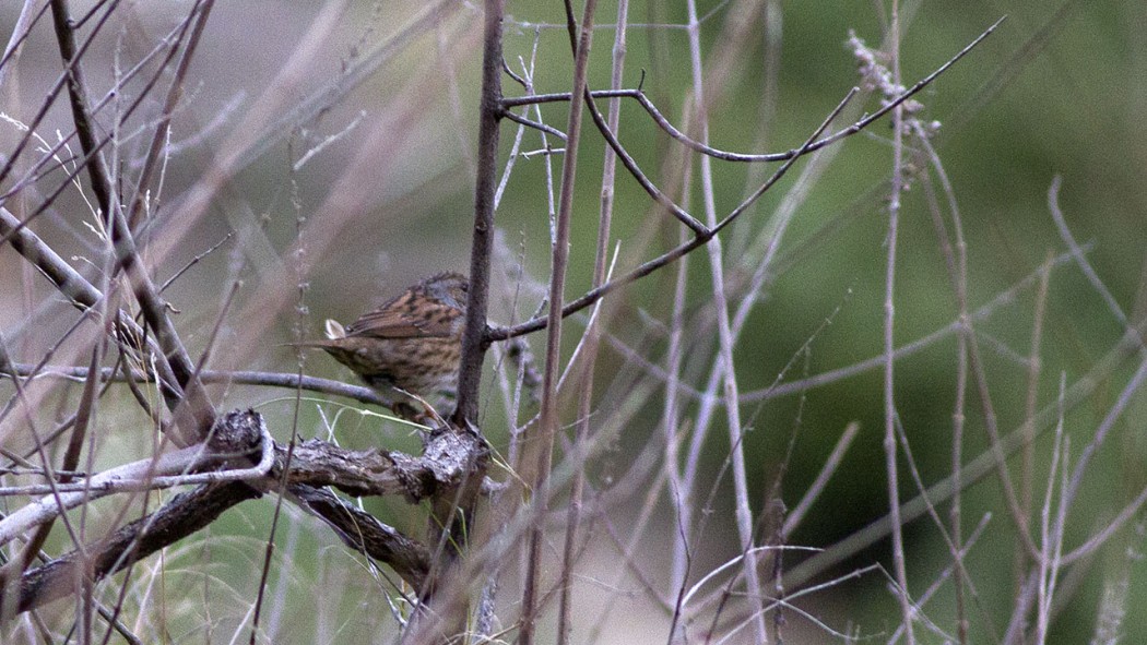 Dunnock