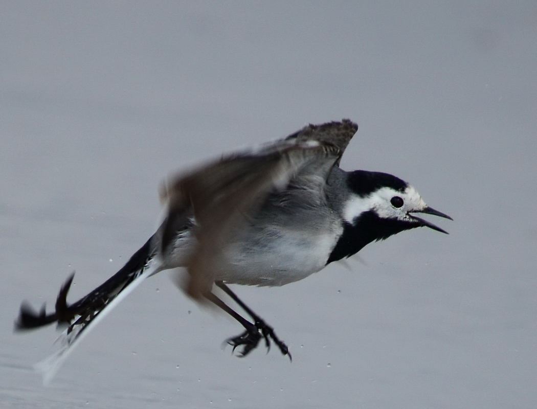 White Wagtail