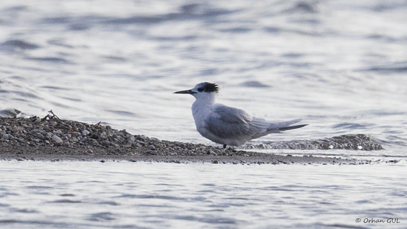 Sandwich Tern