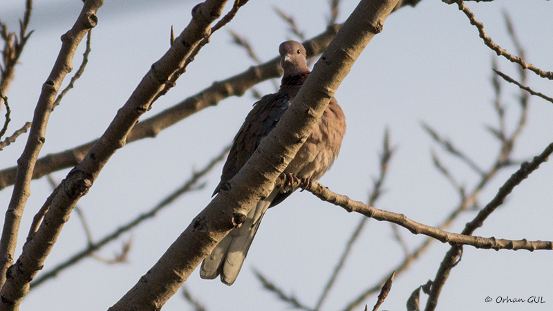 Laughing Dove