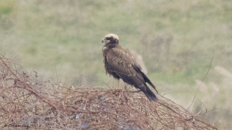 Western Marsh Harrier