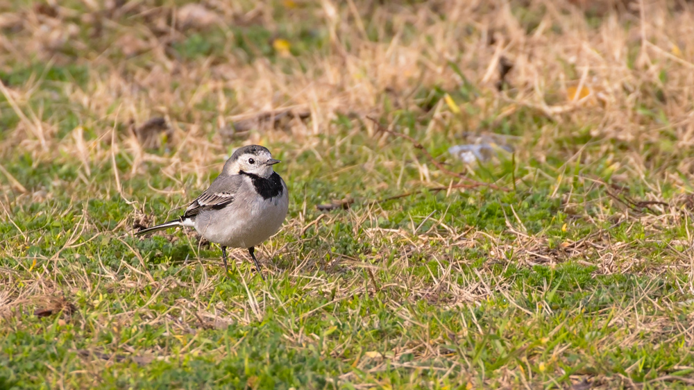White Wagtail