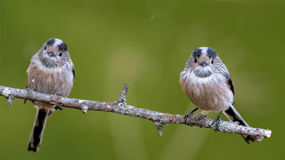 Long-tailed Tit