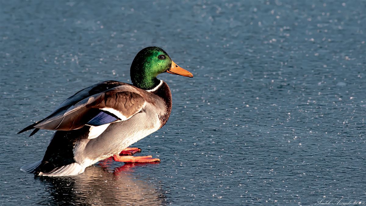 Mallard