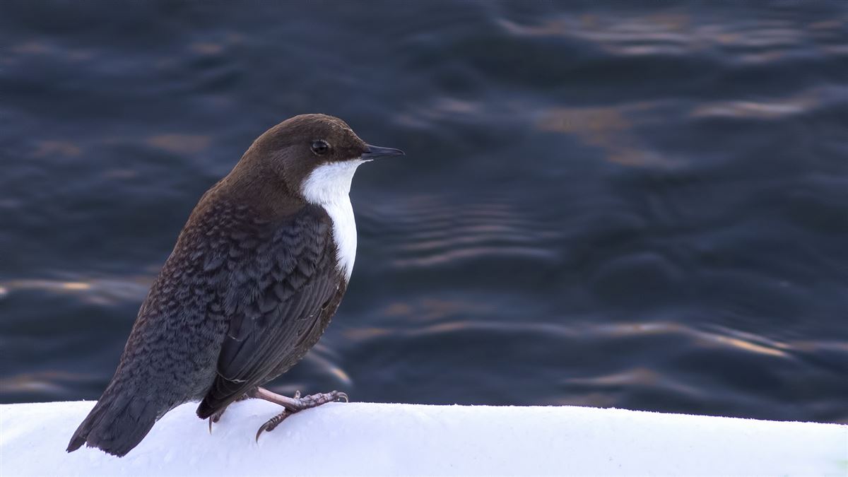 White-throated Dipper