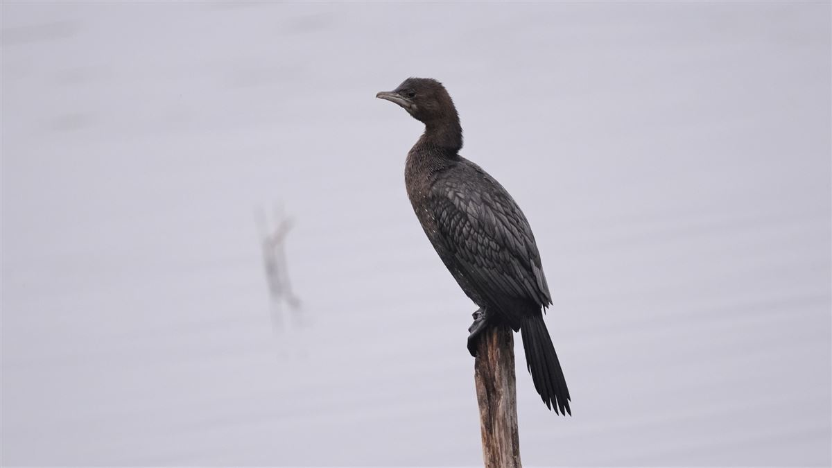 Pygmy Cormorant