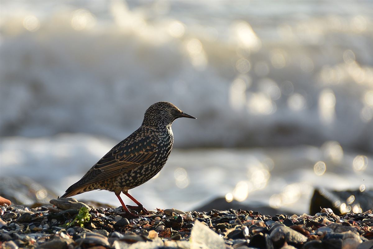 Common Starling
