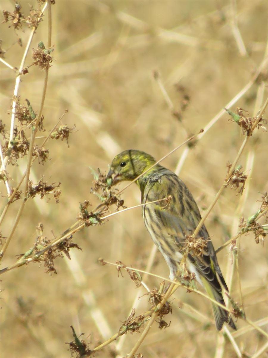 European Serin