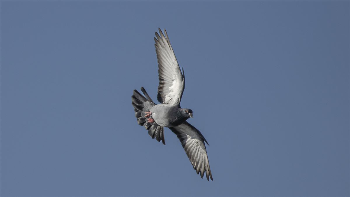 Rock Dove