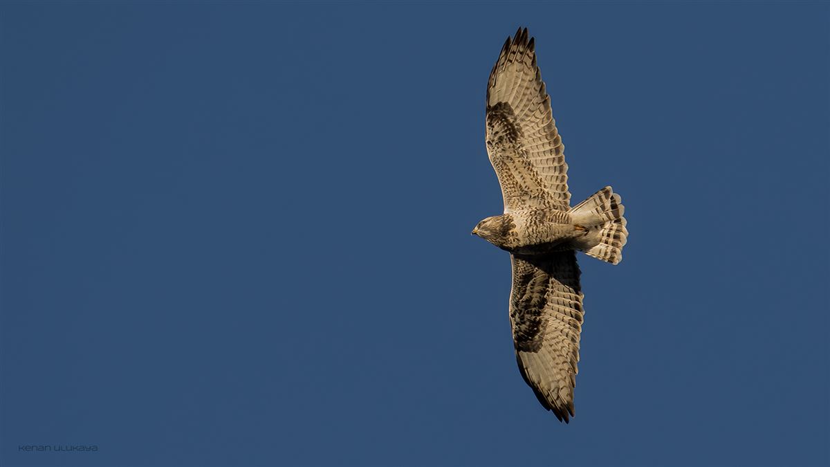 Rough-legged Buzzard