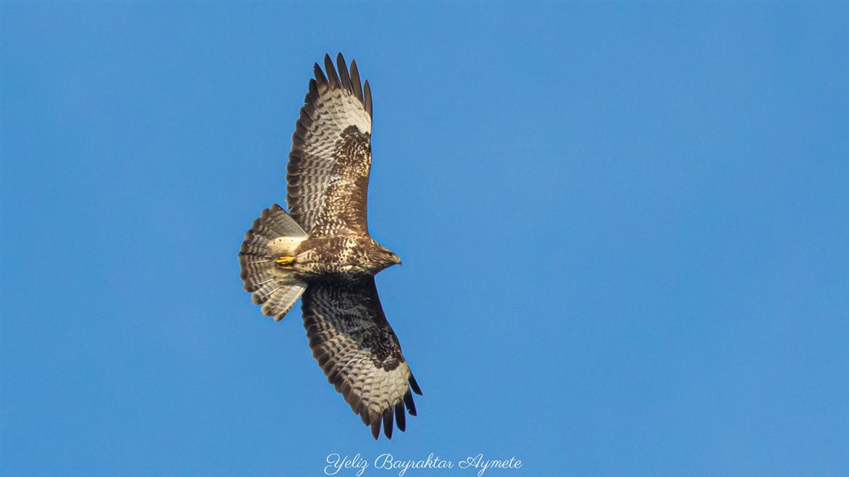 Şahin