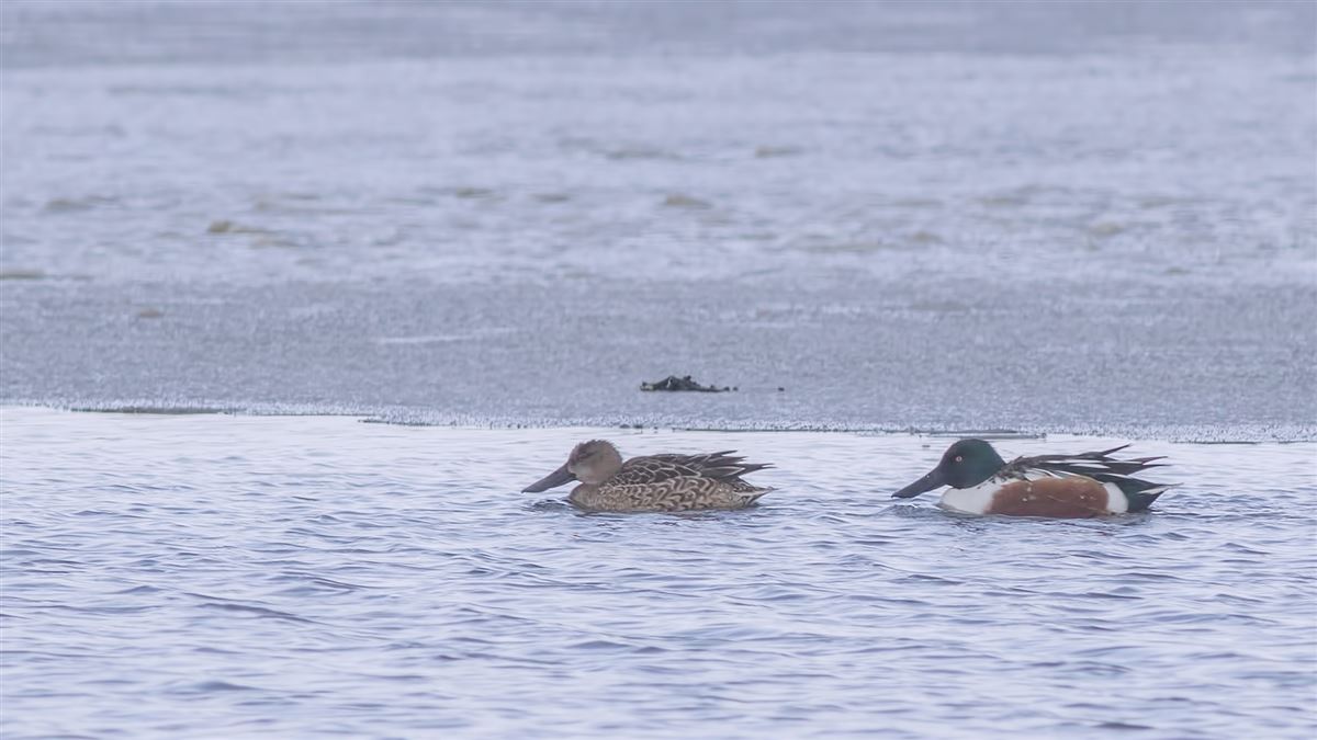 Northern Shoveler