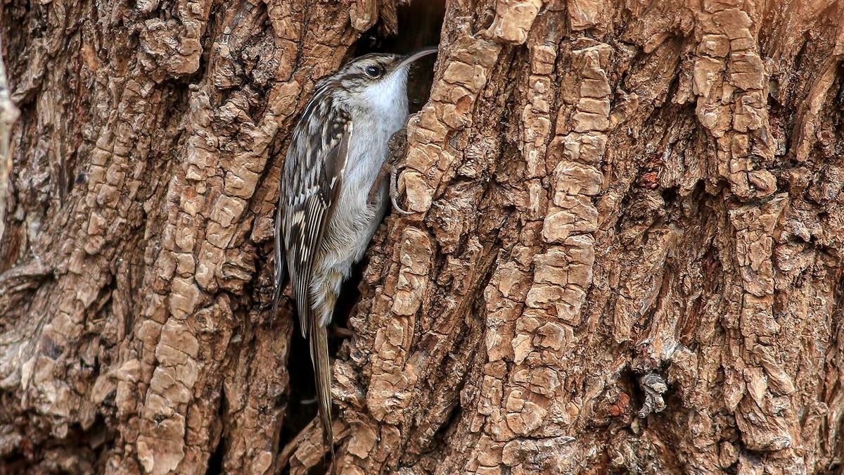 Short-toed Treecreeper