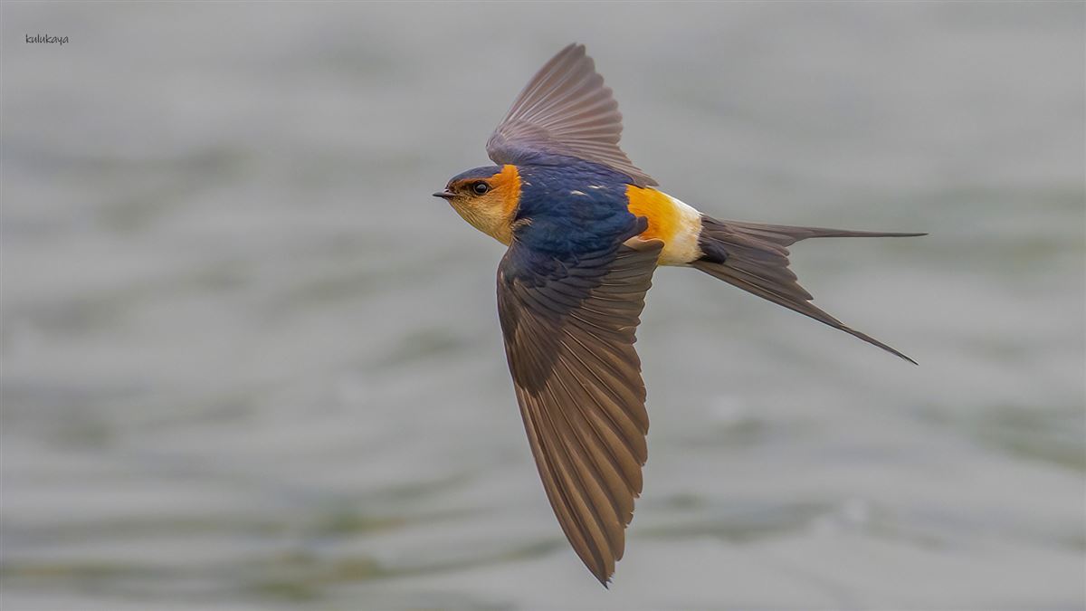 European Red-rumped Swallow