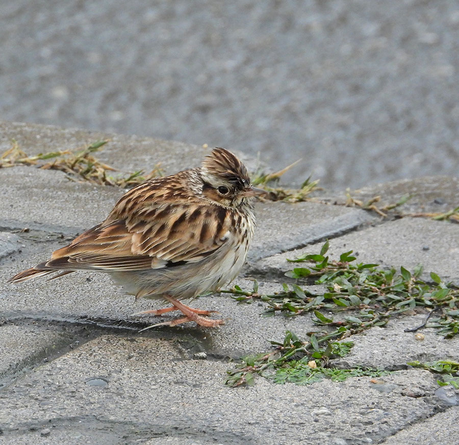 Woodlark